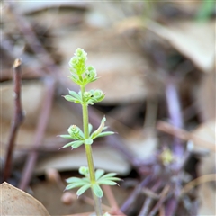 Galium aparine (Goosegrass, Cleavers) at Ngunnawal, ACT - 20 Oct 2024 by Hejor1