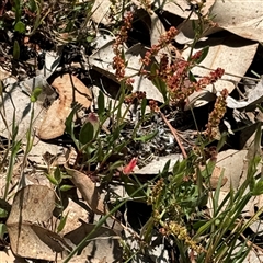 Rumex acetosella (Sheep Sorrel) at Ngunnawal, ACT - 20 Oct 2024 by Hejor1