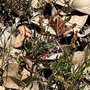 Rumex acetosella at Ngunnawal, ACT - 20 Oct 2024