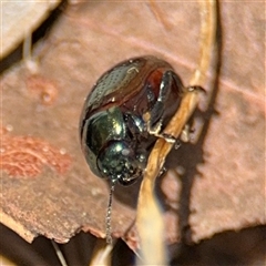 Chrysolina quadrigemina (Greater St Johns Wort beetle) at Ngunnawal, ACT - 20 Oct 2024 by Hejor1