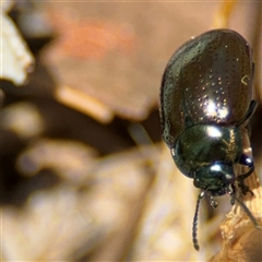 Chrysolina quadrigemina at Ngunnawal, ACT - 20 Oct 2024 11:43 AM