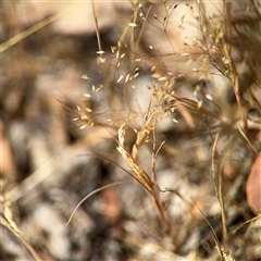 Aira elegantissima (Delicate Hairgrass) at Ngunnawal, ACT - 20 Oct 2024 by Hejor1