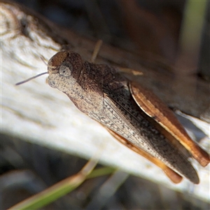 Cryptobothrus chrysophorus at Ngunnawal, ACT - 20 Oct 2024 11:54 AM