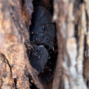 Crematogaster sp. (genus) at Ngunnawal, ACT - 20 Oct 2024