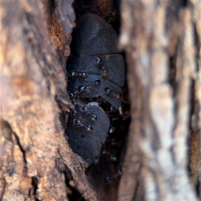 Crematogaster sp. (genus) (Acrobat ant, Cocktail ant) at Ngunnawal, ACT - 20 Oct 2024 by Hejor1