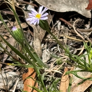 Vittadinia muelleri at Ngunnawal, ACT - 20 Oct 2024