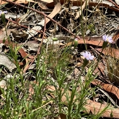 Vittadinia muelleri at Ngunnawal, ACT - 20 Oct 2024