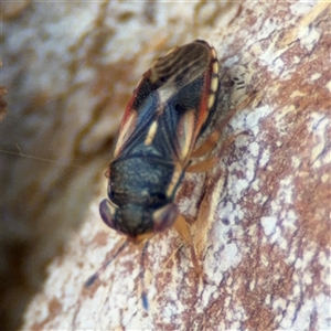 Geocoris sp. (genus) at Ngunnawal, ACT - 20 Oct 2024