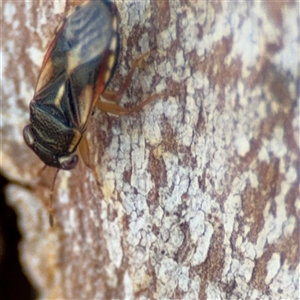 Geocoris sp. (genus) at Ngunnawal, ACT - 20 Oct 2024