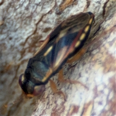 Geocoris sp. (genus) at Ngunnawal, ACT - 20 Oct 2024