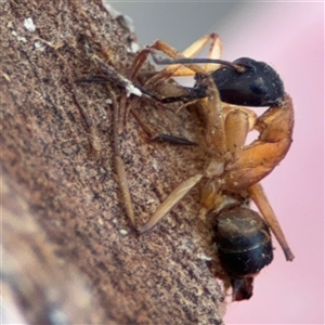 Camponotus consobrinus at Ngunnawal, ACT - 20 Oct 2024