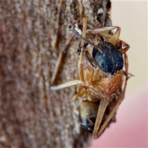 Camponotus consobrinus at Ngunnawal, ACT - 20 Oct 2024