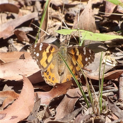 Vanessa kershawi (Australian Painted Lady) at Monga, NSW - 20 Oct 2024 by MatthewFrawley