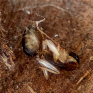 Camponotus claripes at Ngunnawal, ACT - 20 Oct 2024