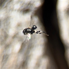 Apocrita (suborder) (Unidentified wasp) at Ngunnawal, ACT - 20 Oct 2024 by Hejor1