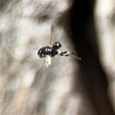 Apocrita (suborder) (Unidentified wasp) at Ngunnawal, ACT - 20 Oct 2024 by Hejor1