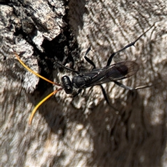 Fabriogenia sp. (genus) (Spider wasp) at Ngunnawal, ACT - 20 Oct 2024 by Hejor1