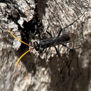 Fabriogenia sp. (genus) at Ngunnawal, ACT - 20 Oct 2024