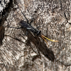 Fabriogenia sp. (genus) at Ngunnawal, ACT - 20 Oct 2024