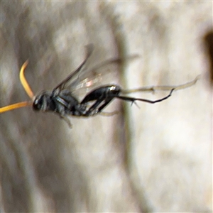 Fabriogenia sp. (genus) at Ngunnawal, ACT - 20 Oct 2024