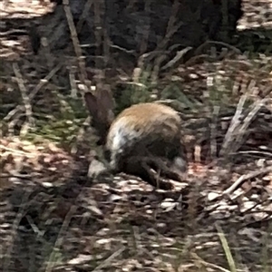 Oryctolagus cuniculus at Ngunnawal, ACT - 20 Oct 2024 12:45 PM