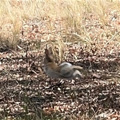 Oryctolagus cuniculus at Ngunnawal, ACT - 20 Oct 2024