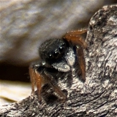 Apricia jovialis (Jovial jumping spider) at Ngunnawal, ACT - 20 Oct 2024 by Hejor1