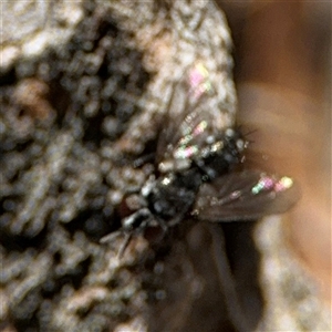 Diptera (order) at Ngunnawal, ACT - 20 Oct 2024 12:53 PM