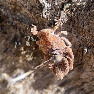 Fulgoroidea sp. (superfamily) at Ngunnawal, ACT - 20 Oct 2024