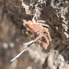 Fulgoroidea sp. (superfamily) at Ngunnawal, ACT - 20 Oct 2024