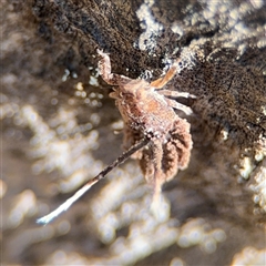 Fulgoroidea sp. (superfamily) at Ngunnawal, ACT - 20 Oct 2024