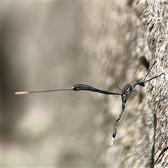 Gasteruption sp. (genus) (Gasteruptiid wasp) at Ngunnawal, ACT - 20 Oct 2024 by Hejor1