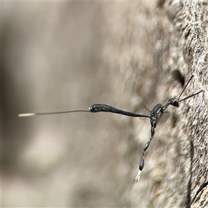 Gasteruption sp. (genus) at Ngunnawal, ACT - 20 Oct 2024 12:59 PM