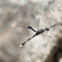 Gasteruption sp. (genus) at Ngunnawal, ACT - 20 Oct 2024 12:59 PM