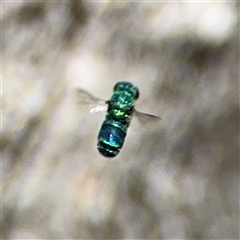 Chrysididae (family) (Cuckoo wasp or Emerald wasp) at Ngunnawal, ACT - 20 Oct 2024 by Hejor1