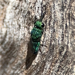 Chrysididae (family) at Ngunnawal, ACT - 20 Oct 2024