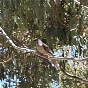 Anthochaera carunculata at Ngunnawal, ACT - 20 Oct 2024