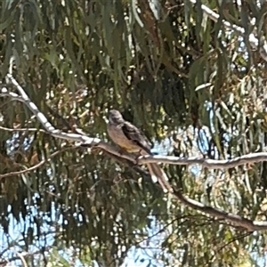 Anthochaera carunculata at Ngunnawal, ACT - 20 Oct 2024