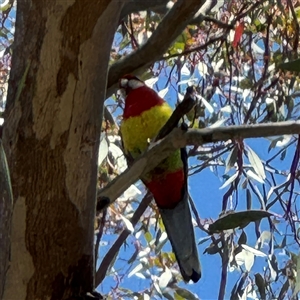 Platycercus eximius at Ngunnawal, ACT - 20 Oct 2024