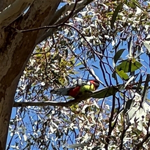 Platycercus eximius at Ngunnawal, ACT - 20 Oct 2024