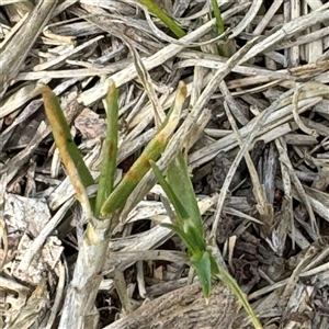 Cenchrus clandestinus at Ngunnawal, ACT - 19 Oct 2024 02:02 PM