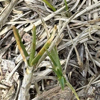 Cenchrus clandestinus (Kikuyu Grass) at Ngunnawal, ACT - 19 Oct 2024 by Hejor1