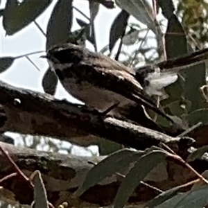 Rhipidura albiscapa at Ngunnawal, ACT - 19 Oct 2024