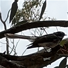 Rhipidura albiscapa at Ngunnawal, ACT - 19 Oct 2024 01:59 PM