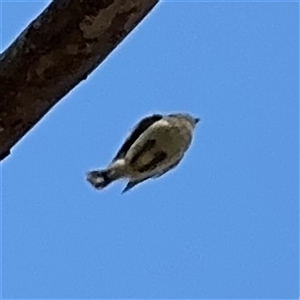 Smicrornis brevirostris at Ngunnawal, ACT - 19 Oct 2024