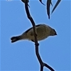 Smicrornis brevirostris at Ngunnawal, ACT - 19 Oct 2024 01:58 PM