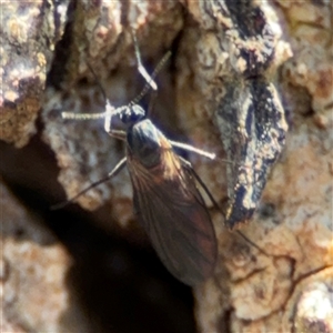 Sciaridae sp. (family) at Ngunnawal, ACT - 19 Oct 2024