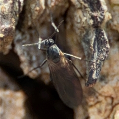 Sciaridae sp. (family) at Ngunnawal, ACT - 19 Oct 2024