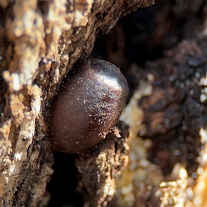 Doratifera (genus) at Ngunnawal, ACT - 19 Oct 2024