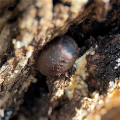 Doratifera (genus) at Ngunnawal, ACT - 19 Oct 2024